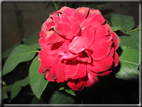 foto Rose